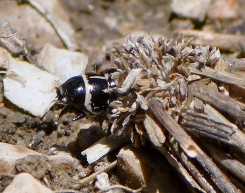Pachythelia villosella
